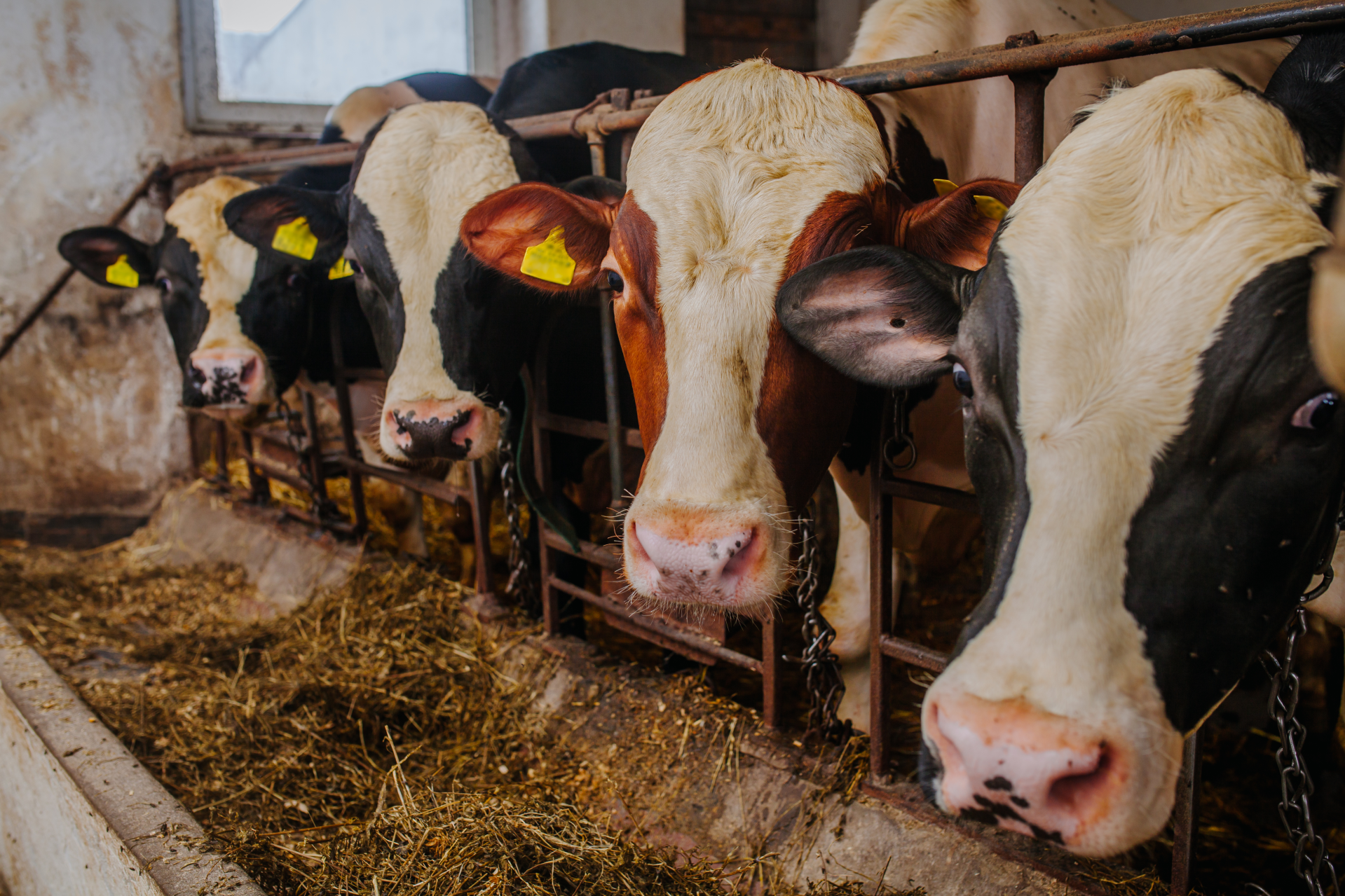 Cows