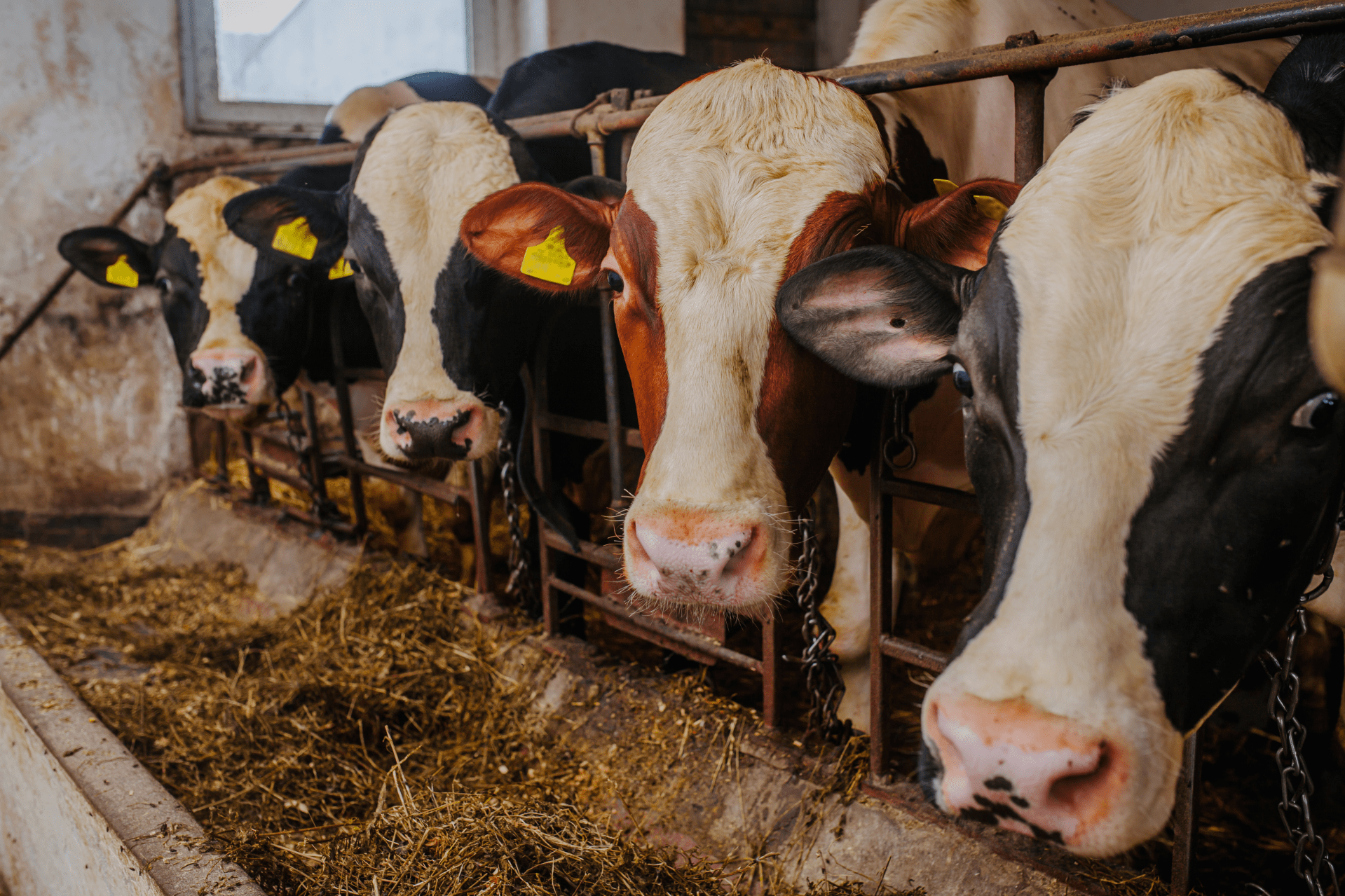 Cows