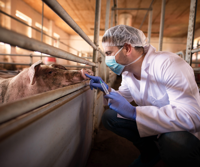 The doctor giving vaccine to animal