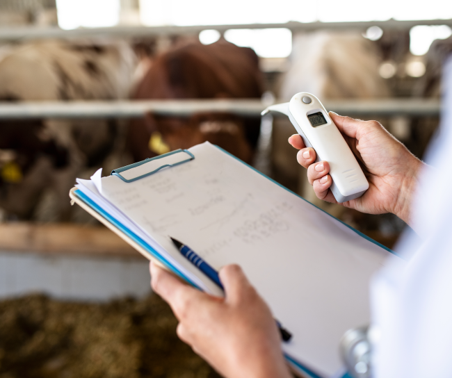 The doctor checks the health of the animals